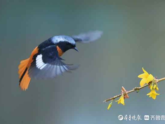 探一探森林鸟这个牌子的衣裳到底属于啥段位