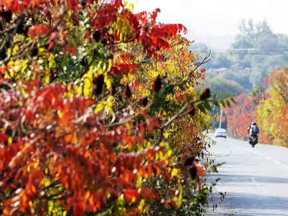秋天里红艳艳的风景与滋味