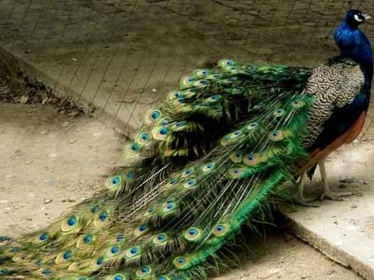 探秘孔雀绿从瓷器瑰宝到餐桌隐患的双面人生