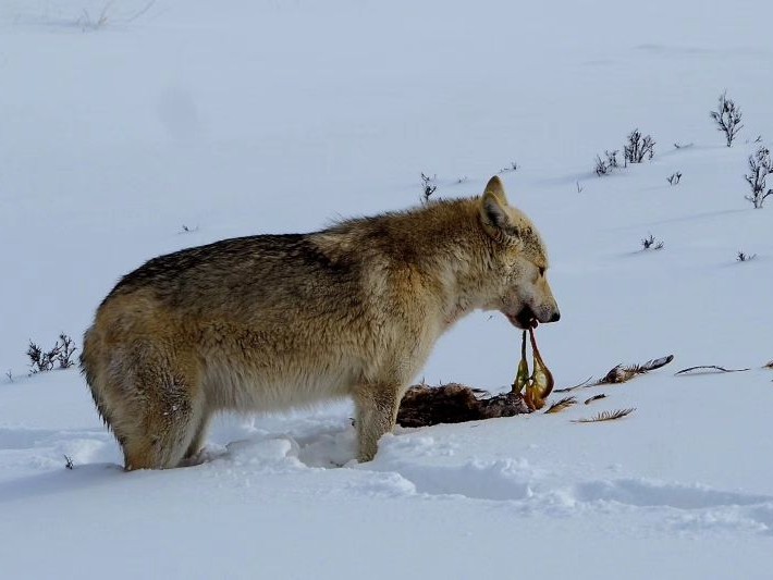 走进荒野的心灵史诗 与狼共舞在影史到底属于哪个档次