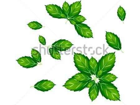 一片小小东方叶 如何从笑话变神话