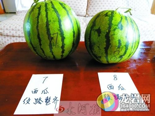 西瓜颜色大揭秘 红黄橙白谁是你的夏日心头好