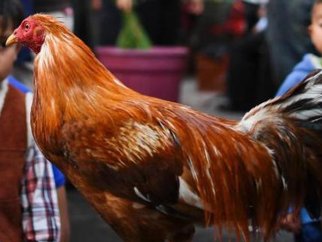 那只昂首挺胸的大公鸡 它的故事比你想象得更悠长