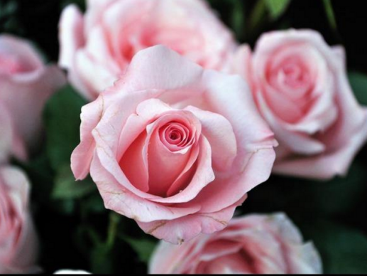 粉红色代表什么意思揭秘其多彩象征